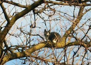 Somebody needs to call the FD to get kitty down, photo by Debra Pittenturf