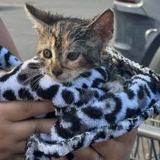 photo by Exeter Township VFD