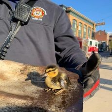 photo by York City Dept of Fire Rescue